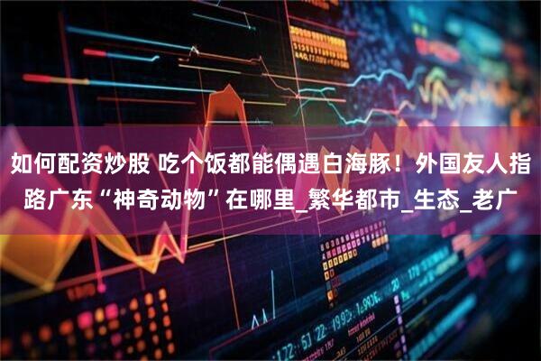 如何配资炒股 吃个饭都能偶遇白海豚！外国友人指路广东“神奇动物”在哪里_繁华都市_生态_老广